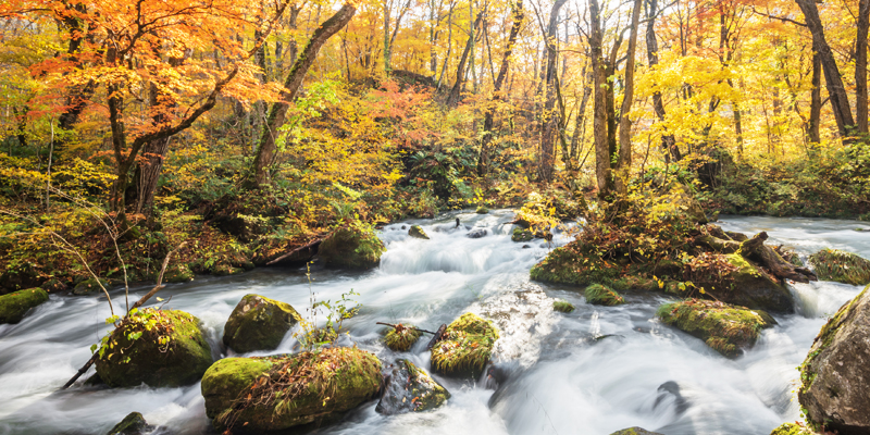 奧入瀨溪流
