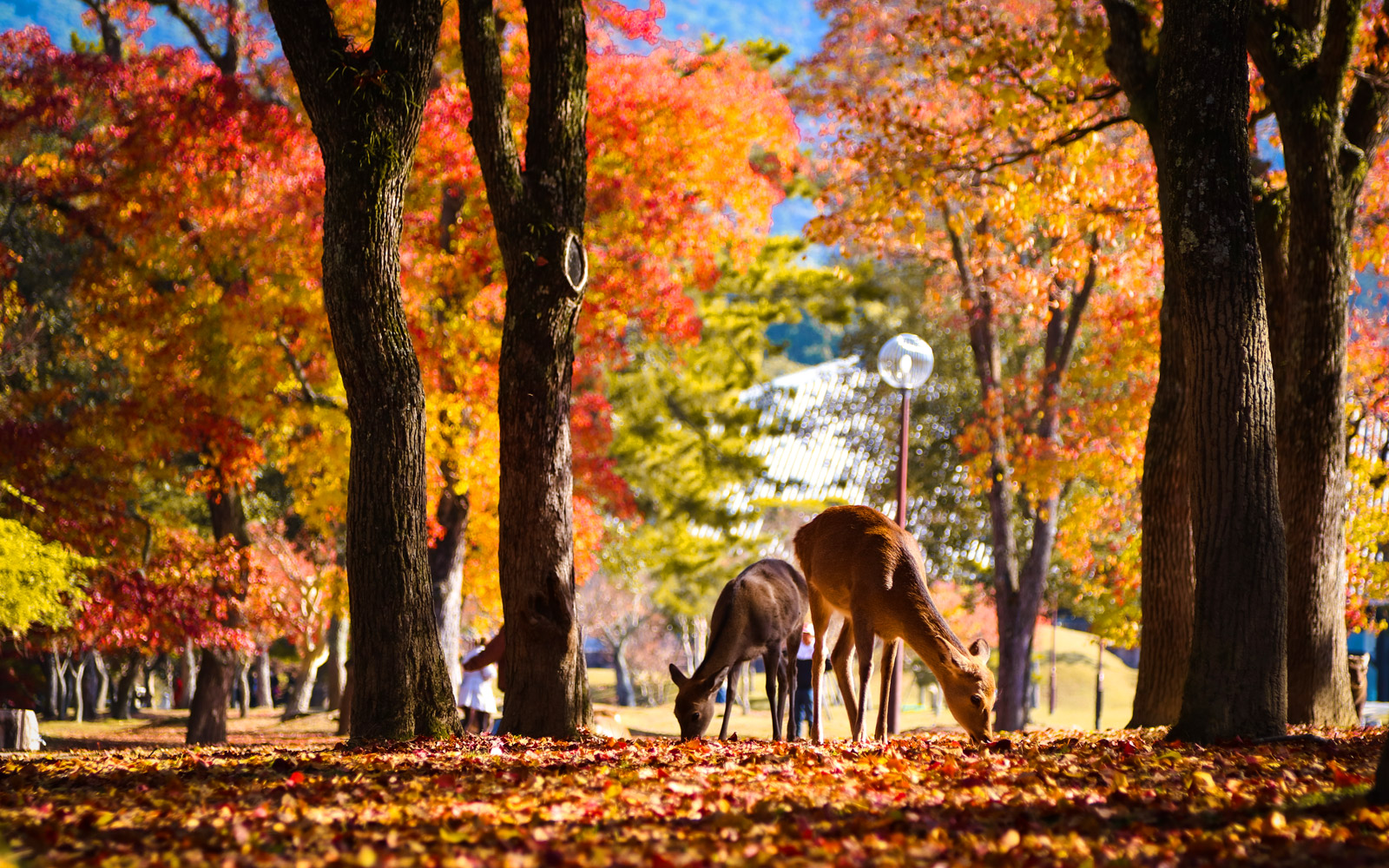 奈良梅花鹿公園