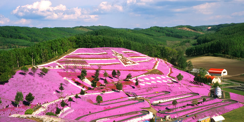 東藻琴芝櫻公園