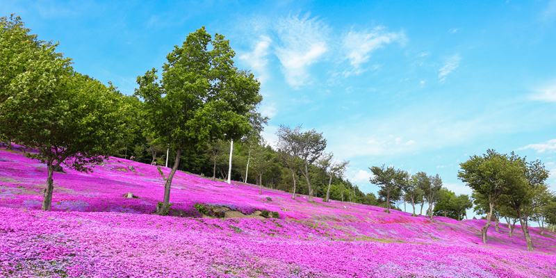 瀧上芝櫻公園